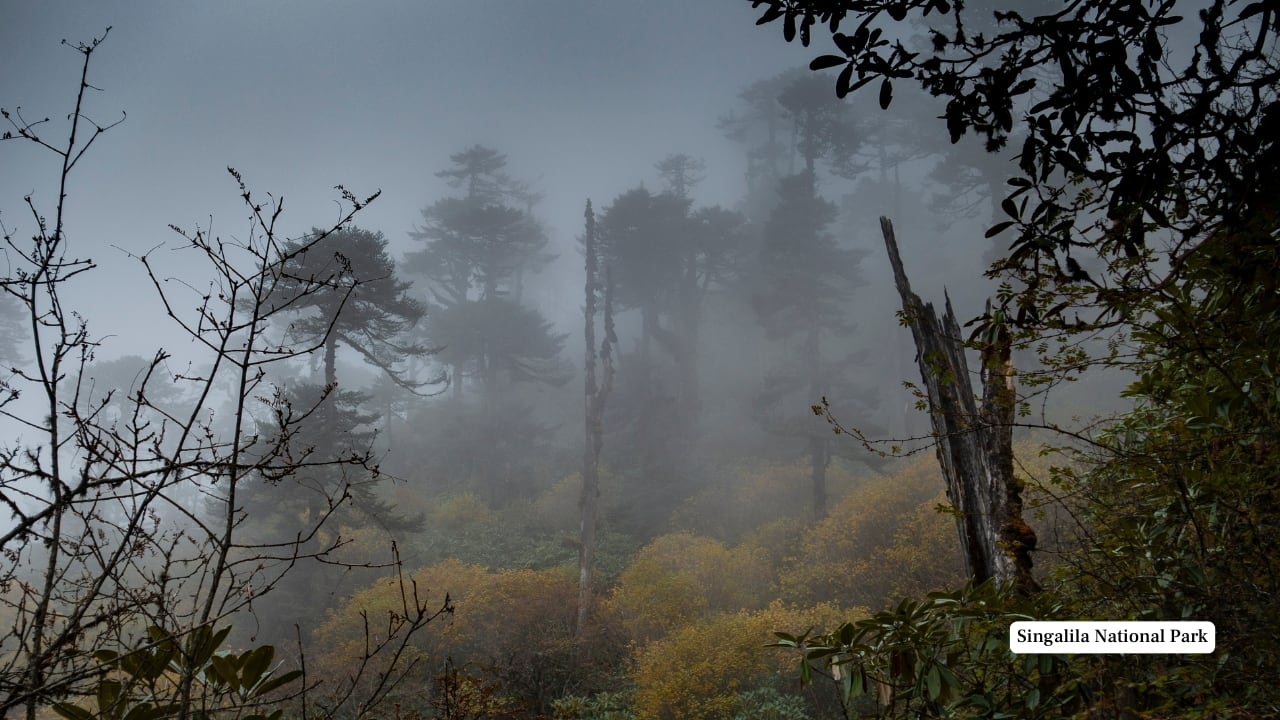Singalila National Park, Wes Bengal (Image: Canva)