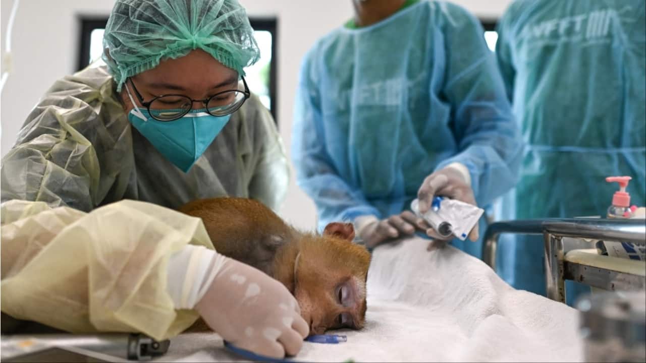 Veterinarian Siriporn Tippol prepared 'Yong, for a vasectomy surgery. (Image credit: AFP)