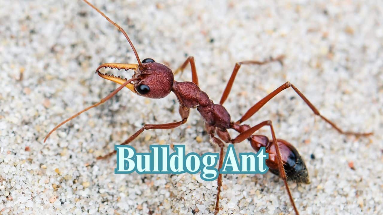 Bulldog Ant: Native to Australia, it employs venom and violence to kill larger insects—and small animals. (Image: Canva)