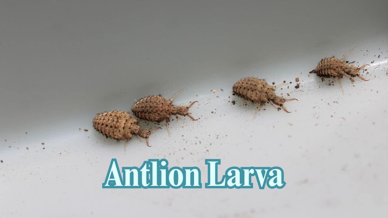 Antlion Larva: They excavate sand pits to pull in insects much larger, then squish them with concealed jaws. (Image: Canva)