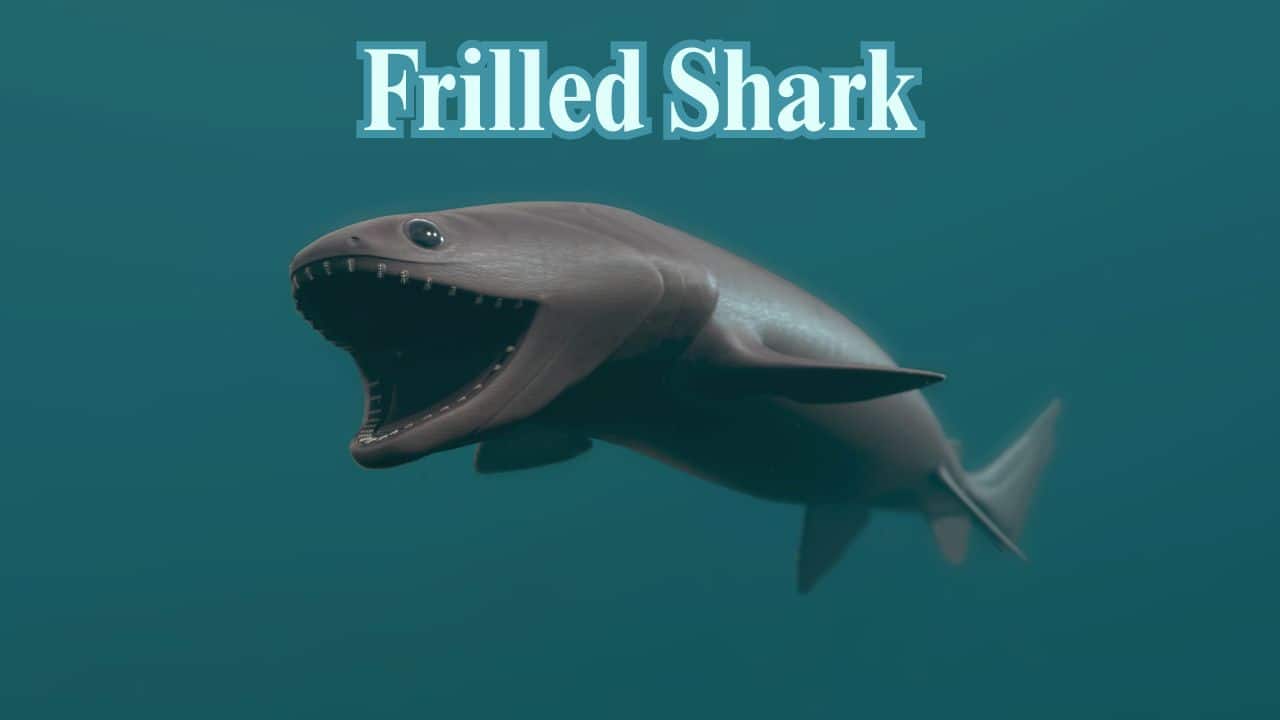 Frilled Shark: With its snake-like body and teeth that face backward, the frilled shark swallows prey whole—usually attacking with a jolting, lunging motion. (Image: Canva)