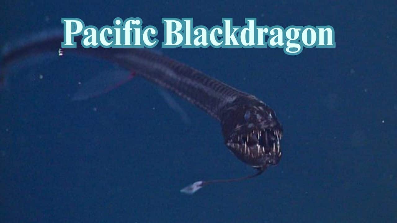 Pacific Blackdragon: This ferocious female predator wears a shining barbel to lure victims in and is capable of eating fish almost as large as itself. (Image: MBARI)