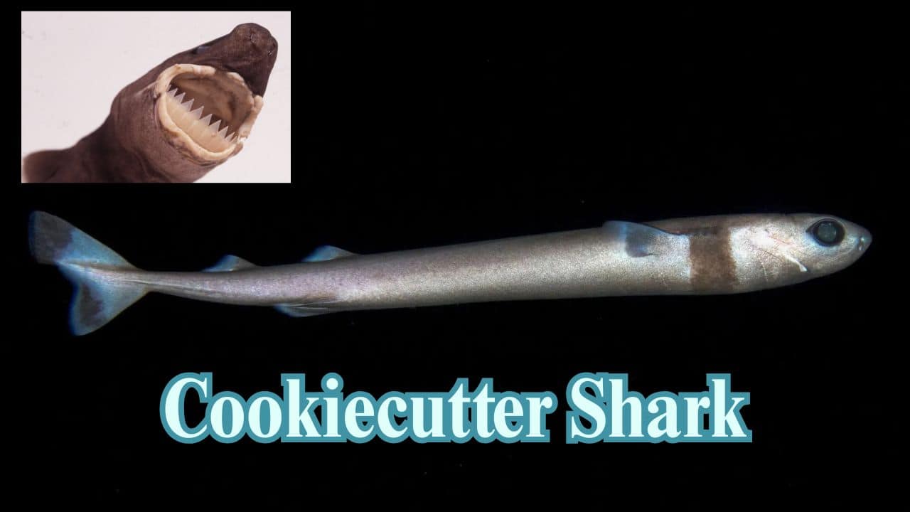 Cookiecutter Shark: Small but deadly, this predator bites circular, crater-type wounds by attaching to its prey and twisting, cutting through flesh and skin. (Image: @insectbeau/X)