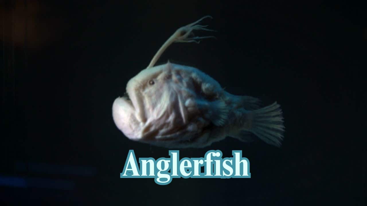 Anglerfish: Its distinctive shining lure beckons prey in before strong jaws snap to imprison the victim from which there is no escape in this deep-sea trap. (Image: Canva)