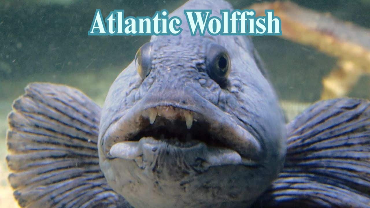 Atlantic Wolffish: Its powerful crushing jaws and enormous teeth shatter shells and crustaceans, giving it a ferocious bottom-dweller in cold, deep-sea settings. (Image: Citron/Oceana/X)