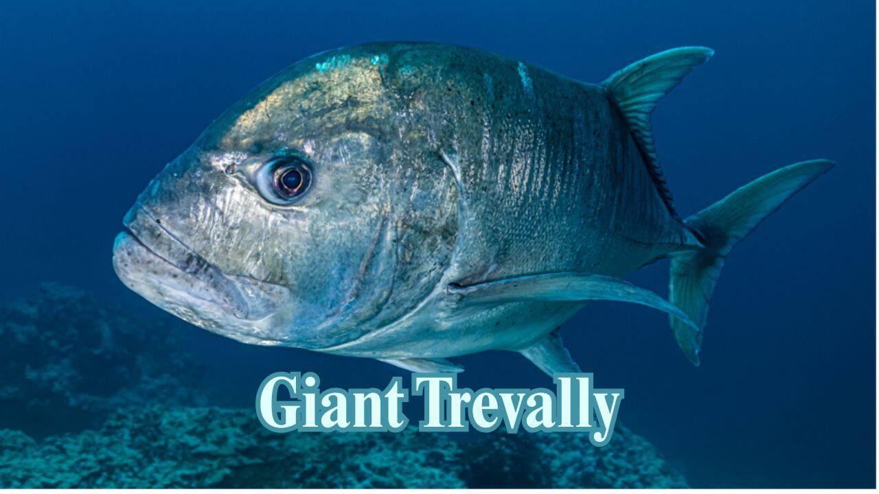 Giant Trevally: While not as deep-sea as some, it's a ferocious open-ocean predator famous for ambushing prey and even jumping to catch birds out of the air. (Image:  National Marine Sanctuary Foundation)