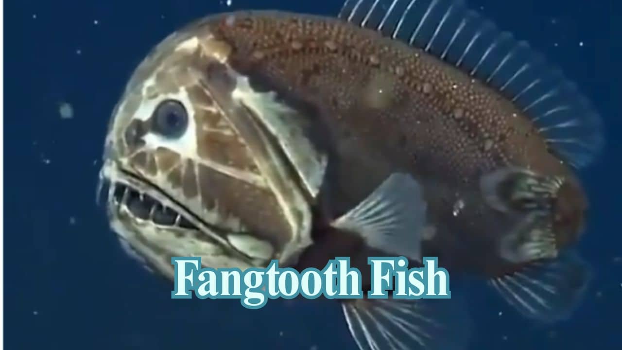 Fangtooth Fish: Don't be deceived by its size—this deep-sea hunter possesses the largest teeth in relation to body size of any fish and is able to chomp down on prey in absolute darkness.  (Image: MBARI)
