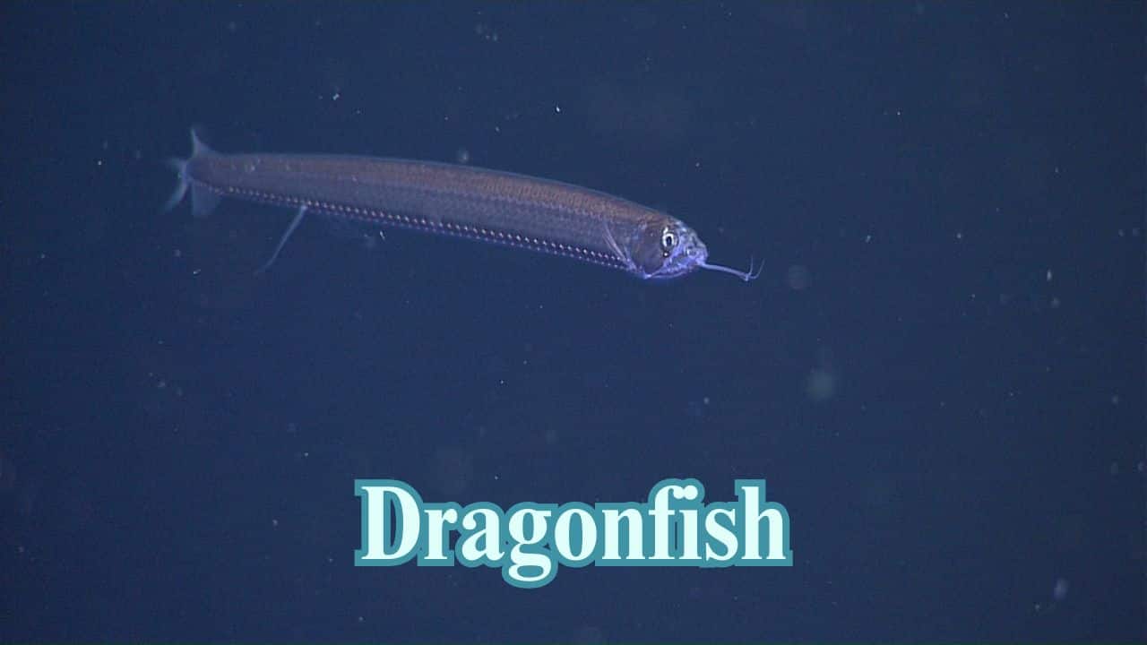 Dragonfish: This sneaky predator radiates in near-infrared, which can't be seen by most animals, so it can creep up on prey and strike with immense bite force. (Image: MBARI)
