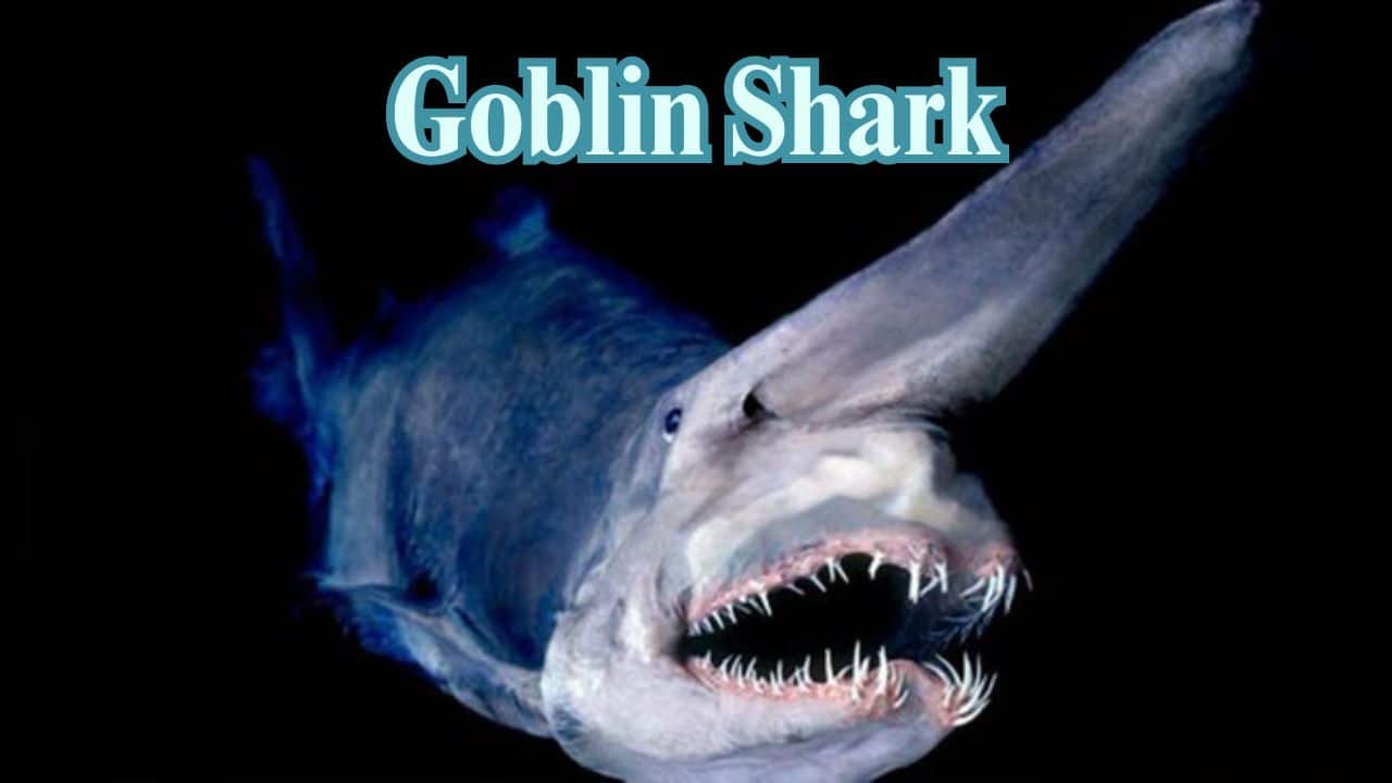 Goblin Shark: With its spooky, jutting jaw, the goblin shark strikes with lightning speed, grabbing prey with a slingshot motion from its snout. (Image: @SharkiesOTD/X)