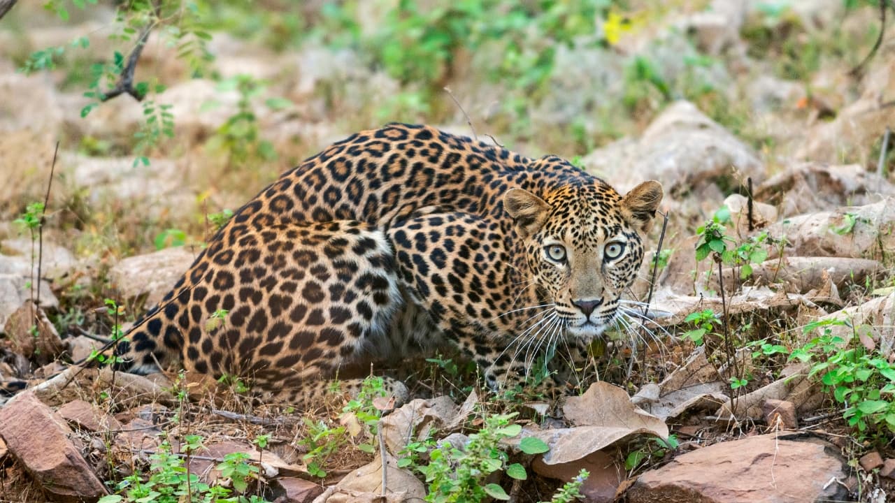 2. Tadoba Andhari Tiger Reserve, Maharashtra Tadoba’s arid teak forest is among the most tiger-dense landscapes in India. But it also supports a thriving leopard population and smaller wild cats like the jungle cat and rusty-spotted cat. For wildlife photographers, its open vistas and watering holes offer exceptional viewing conditions. Rare cat sightings: Leopards, tigers, jungle cats, rusty-spotted cats (Image: Canva)