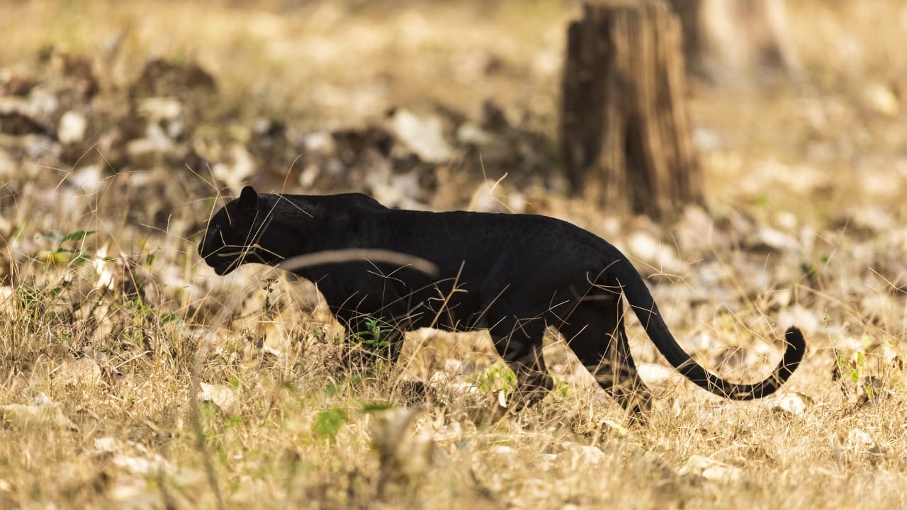 6. Sharavathi Valley Wildlife Sanctuary, Karnataka With plunging valleys, dense rainforest canopies, and minimal safari infrastructure, Sharavathi is suited for serious trackers. It has emerged in recent years as a low-key destination where melanistic leopards have been reportedly seen—though not without effort. Rare cat sightings: Black panther (Image: Canva)