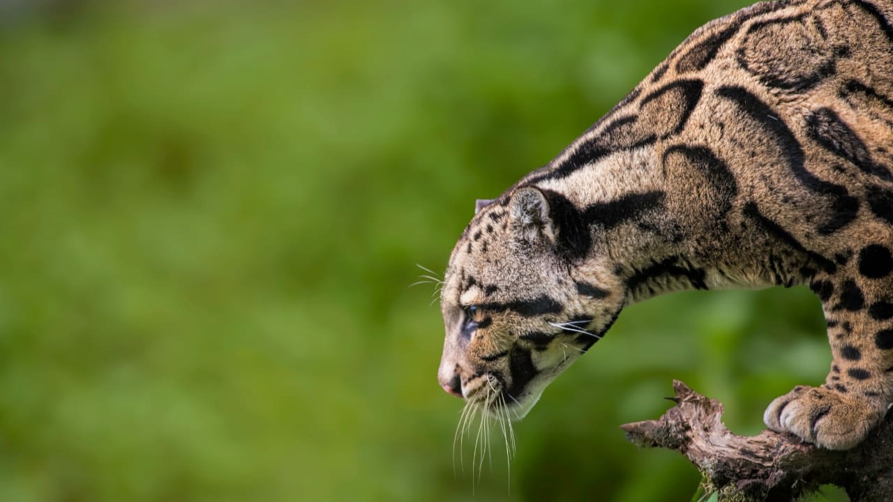 9. Manas National Park, Assam Manas sits at the edge of the Himalayan foothills and boasts some of the richest biodiversity in India. What sets it apart is the possibility of sighting clouded leopards and golden cats—species that are almost spectral in their elusiveness. The park's terrain of semi-evergreen forests and floodplains makes for ideal feline cover. Rare cat sightings: Clouded leopard, golden cat (Image: Canva)