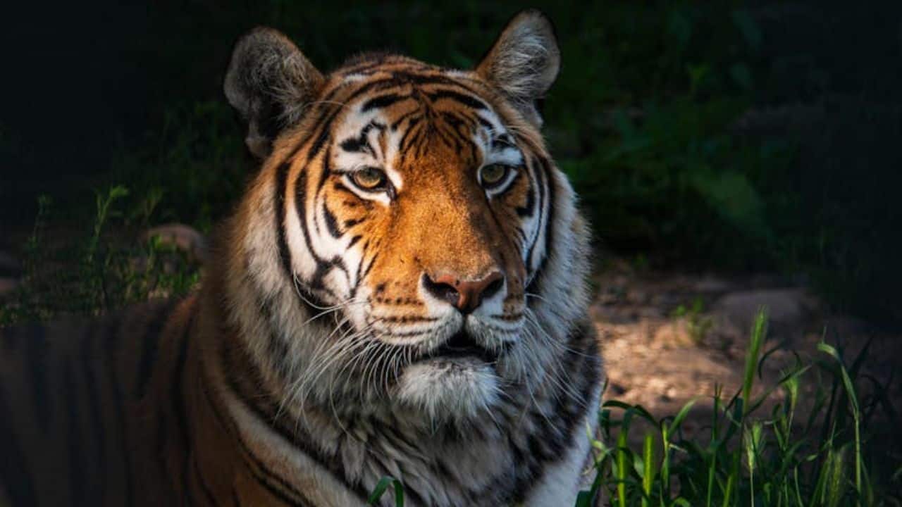 Pilibhit tigress kills 3, evades capture; 18 schools shut indefinitely