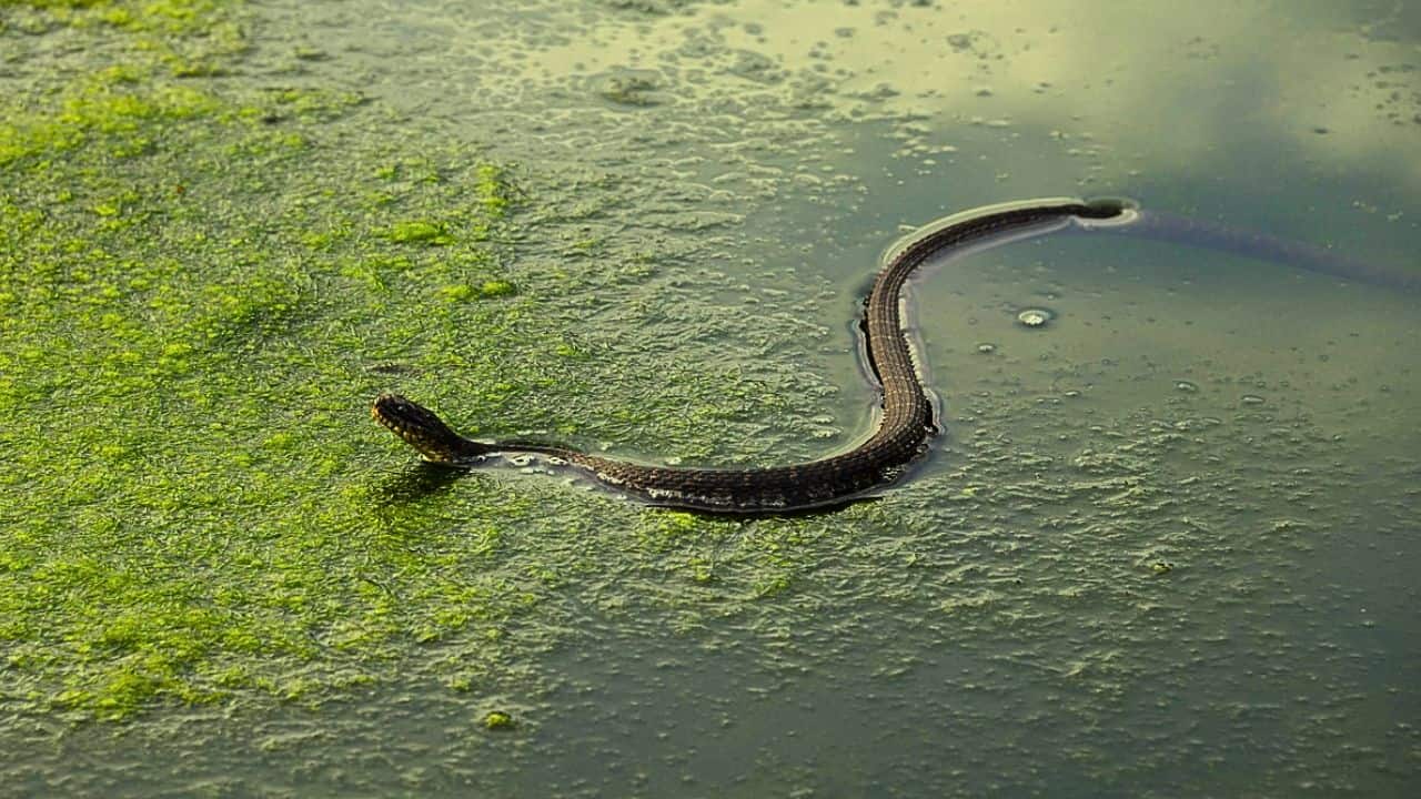 Cobra in JNU canteen, snake in PM’s house: Shocking places snakes are hiding in Delhi this monsoon