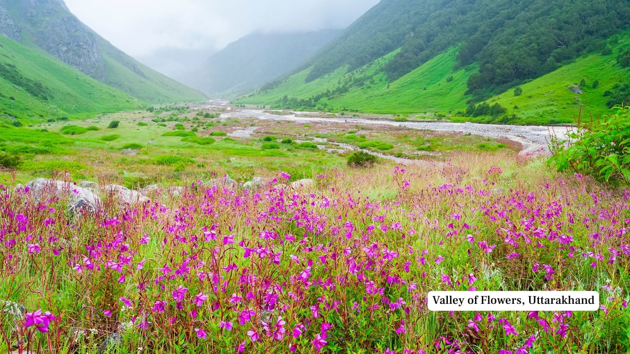 Valley of Flowers, Uttarakhand (Image: Canva)