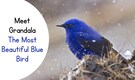 11 Stunning Facts About Grandala – The Most Beautiful Blue Bird of the Himalayas 11 Stunning Facts About Grandala – The Most Beautiful Blue Bird of the Himalayas