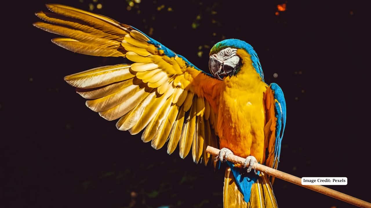 10 Fascinating Facts About Macaws You Didn’t Know 10 Fascinating Facts About Macaws You Didn’t Know