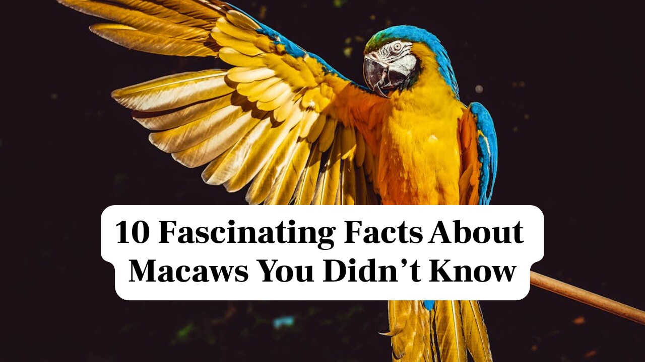 Image showcasing 10 Fascinating Facts About Macaws You Didn't Know | Moneycontrol News