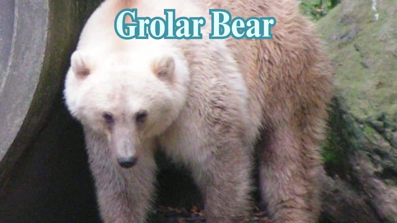 Grolar Bear (Grizzly + Polar Bear): This unusual hybrid possesses the white coat of a polar bear but has the body and attitude of a grizzly. (Image: @qikipedia/X)