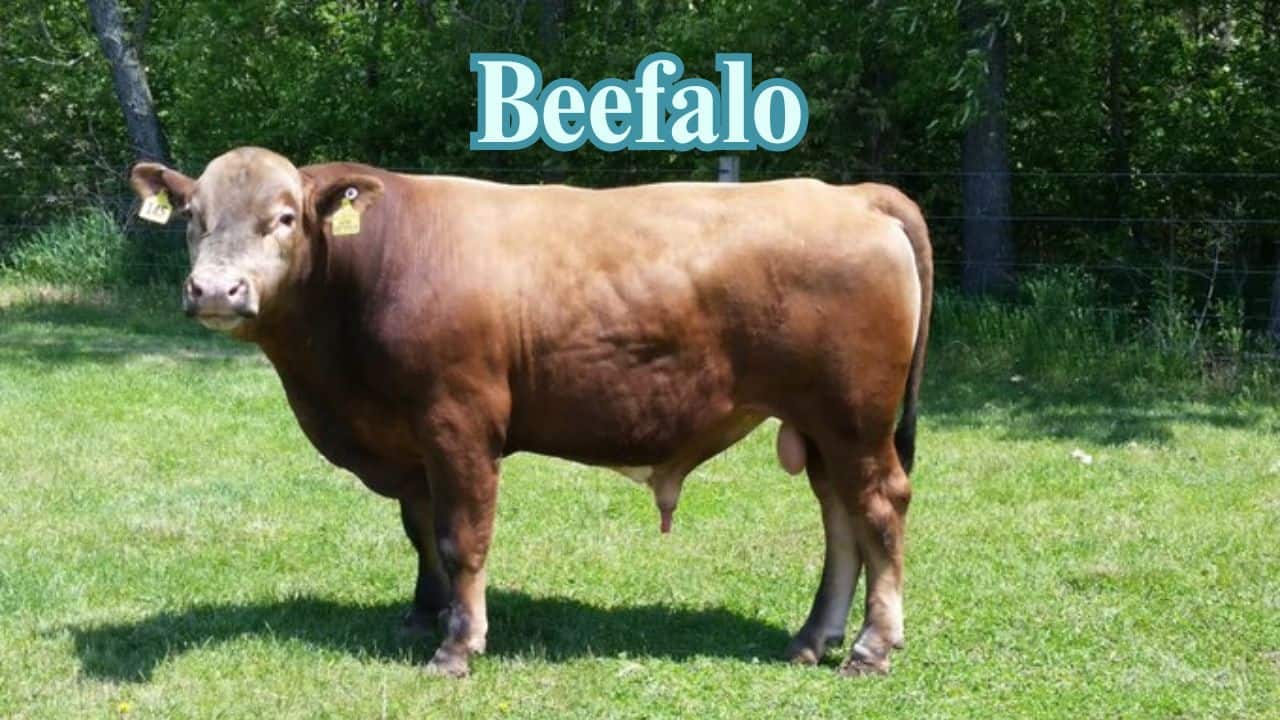 Beefalo (Buffalo + Cow): Cross-bred for improved beef and toughness, the beefalo possesses the size and strength of a bison and the domestic cow. (Image: Wikipedia)