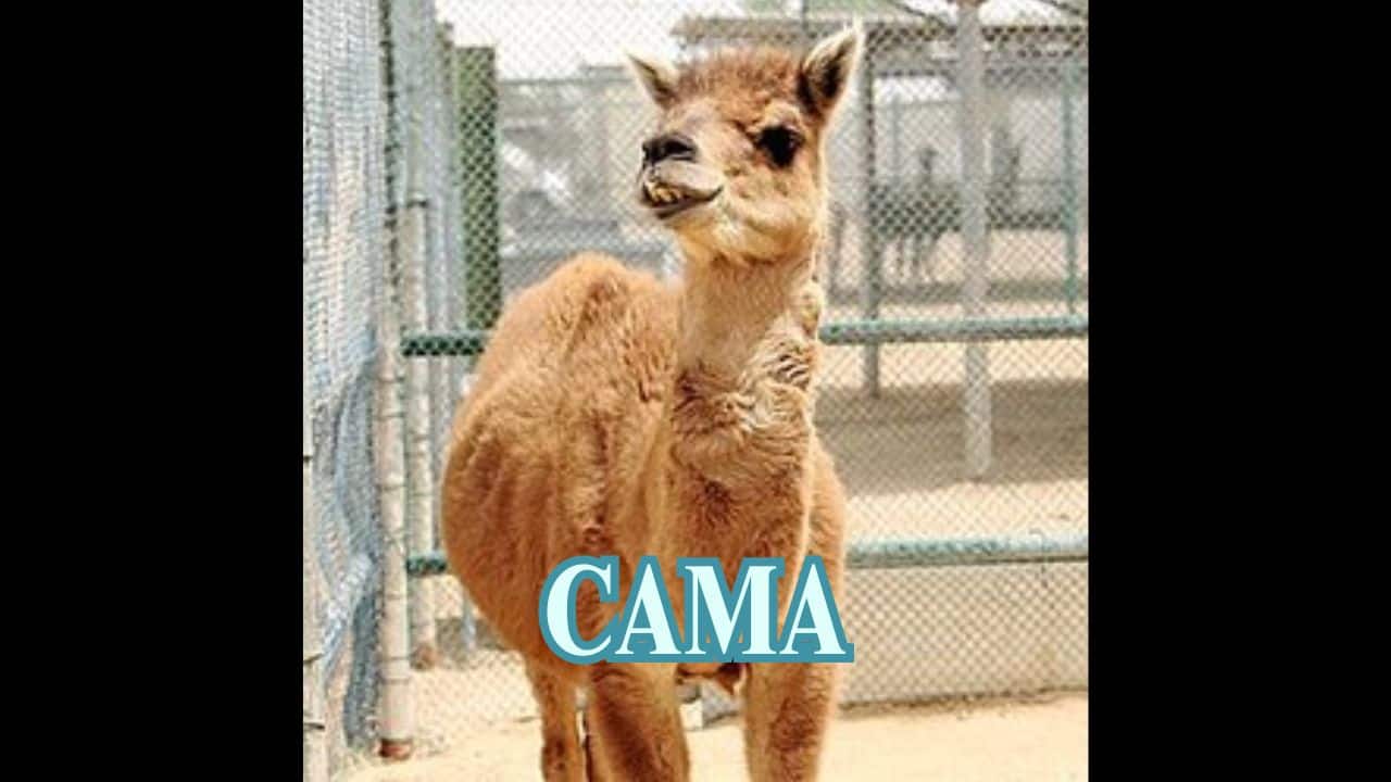 Cama (Camel + Llama): This offbeat desert inhabitant is hump-less, leggy, and obstinate—created by the union of a camel and llama. (Image: Wikipedia)
