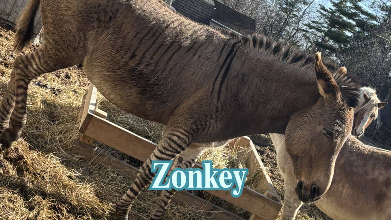 Zonkey (Zebra + Donkey): With the zebra stripes and donkey ears, the zonkey is an endearingly gangly hybrid seen few and far between in the wild. (Image: @frogmoney420/X)