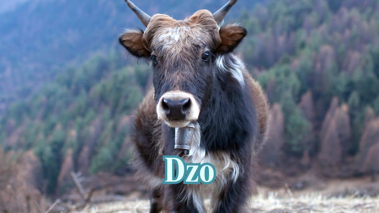 Dzo (Yak + Cow): Common in Tibetan highlands, the dzo is a robust hybrid used for milk and ploughing, stronger than the parents. (Image: Canva)