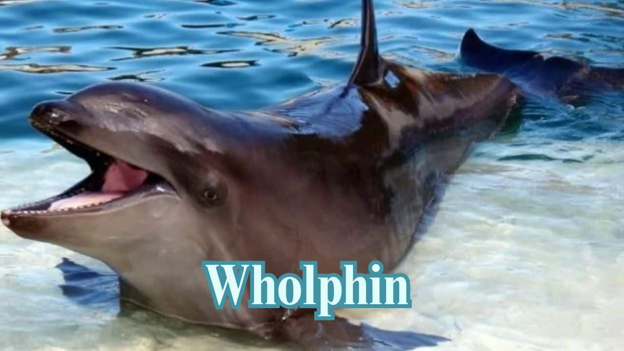 Wholphin (Whale + Dolphin): A rare cross between a false killer whale and a bottlenose dolphin, the wholphin is a curiosity of the sea. (Image: @bulgosoX/X)