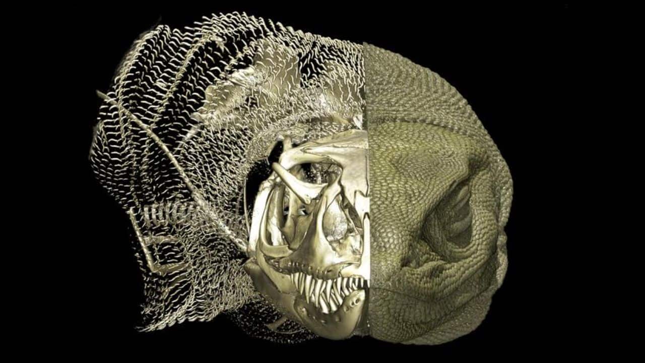 Scientists discover hidden bones in skin of Australian monitor lizards— What they reveal is surprising