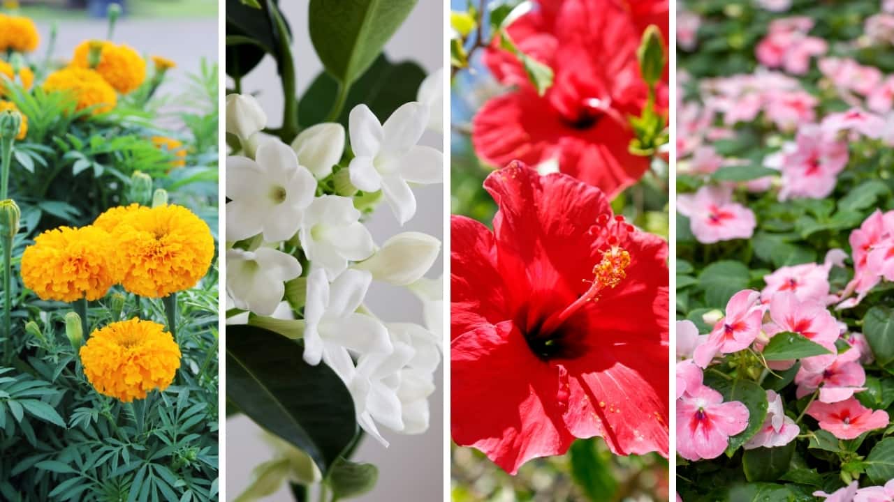 Gardening tips: Fuss-Free plants to grow this rainy season Gardening tips: Fuss-Free plants to grow this rainy season