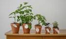 5 popular herbs you can easily grow at home: From dhania for chutneys to mint for coolers