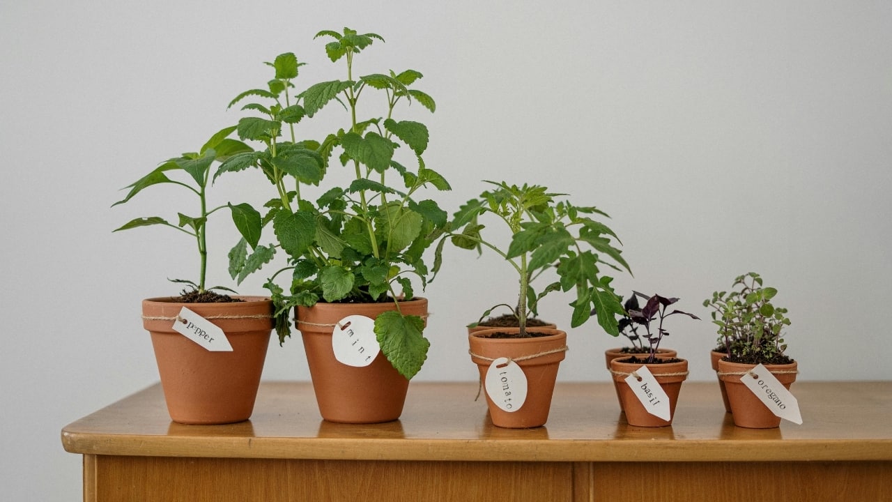 5 popular herbs you can easily grow at home: From dhania for chutneys to mint for coolers