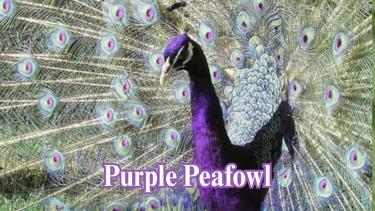 Purple Peafowl: This selectively bred Indian Peacock variety radiates deep purples and lavenders. It's an uncommon and cherished beauty to ornithology. (Image: @Kinzee_Farmer/X)