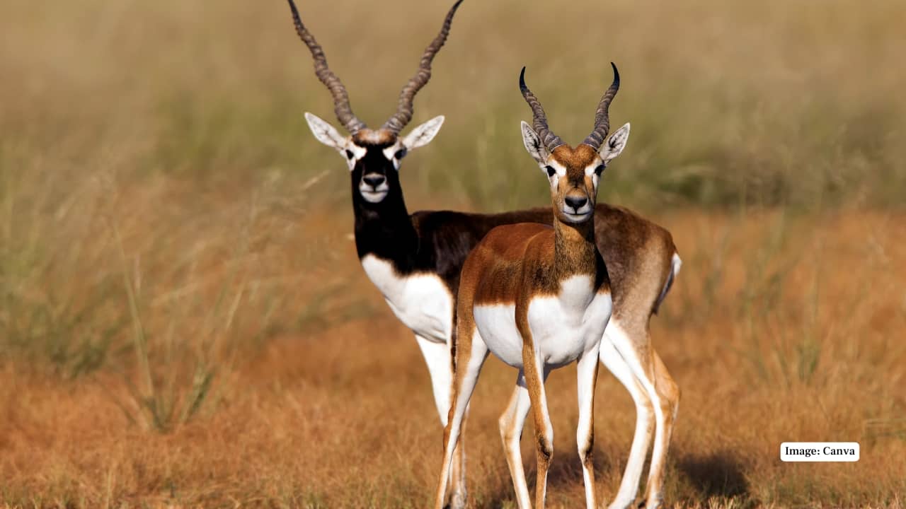 3. Tal Chhapar Sanctuary, Rajasthan Perched on the edge of the Thar Desert, Tal Chhapar is a grassland gem where blackbucks co-exist with harriers and desert foxes. Best explored at sunrise, the sanctuary presents some of the most photogenic sightings imaginable. (Image: Canva)