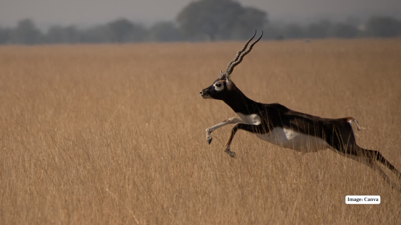 4. Kuno National Park, Madhya Pradesh Kuno’s recent rewilding efforts have brought it into the limelight, but few know it shelters a flourishing blackbuck population. Its mixed habitat of scrub, grassland, and forest edge supports excellent biodiversity. (Image: Canva)