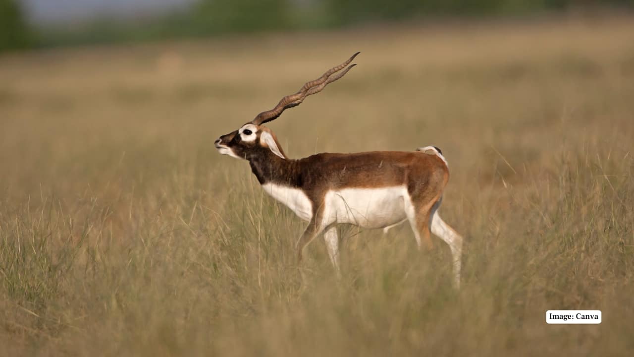 5. Ranthambore National Park, Rajasthan Though better known for its tigers, Ranthambore also offers occasional glimpses of blackbuck along its fringes. These sightings, rare and fleeting, lend a touch of the unexpected to a typical safari. (Image: Canva)
