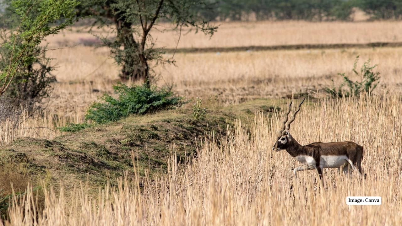 6. Desert National Park, Rajasthan Here, the elegance of the blackbuck stands out against the starkness of shifting dunes and sun-bleached earth. Spotting them amidst such extremes is a poetic reminder of nature’s quiet resilience. (Image: Canva)