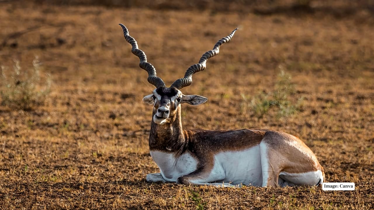 7. Rehekuri Blackbuck Sanctuary, Maharashtra A compact sanctuary in Ahmednagar, Rehekuri is an offbeat destination where one can observe blackbucks at remarkably close range. The sanctuary's efforts at community-driven conservation deserve wider recognition. (Image: Canva)