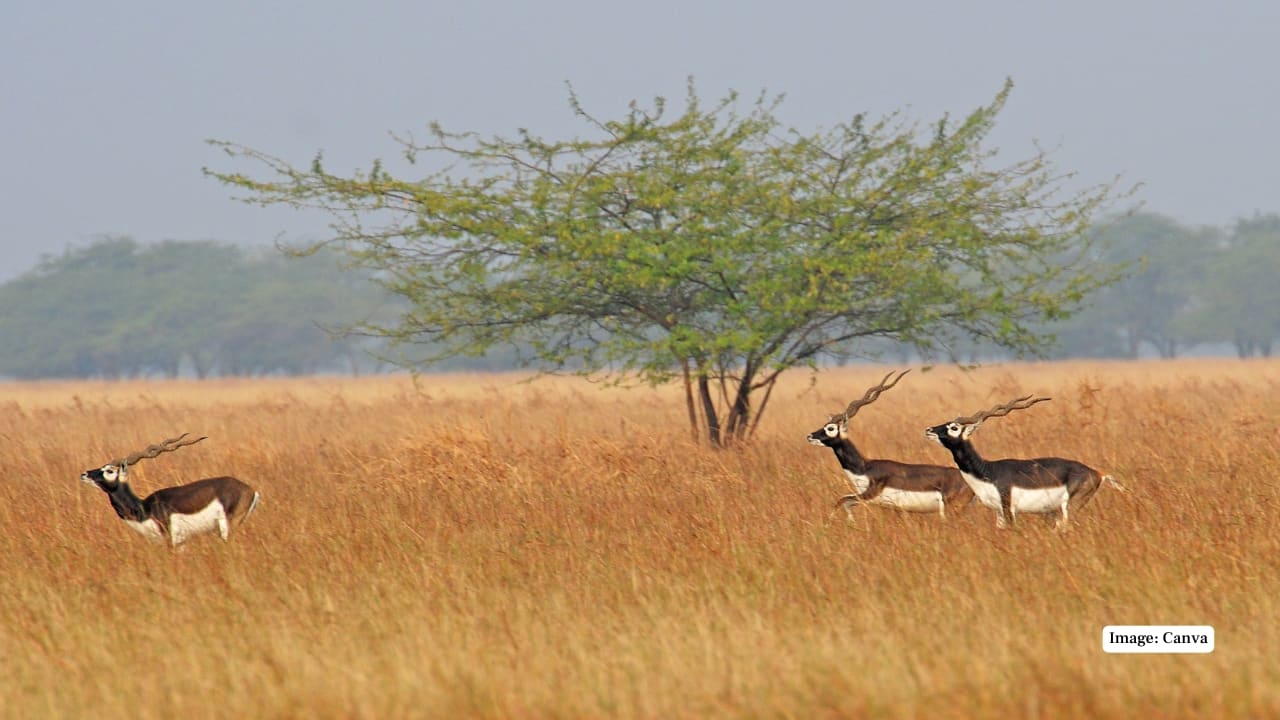 10. Nannaj Grasslands, Maharashtra Part of the Great Indian Bustard Sanctuary, Nannaj is a lesser-known delight for blackbuck sightings. Its dry, open plains are particularly active during early mornings and post-monsoon months. (Image: Canva)