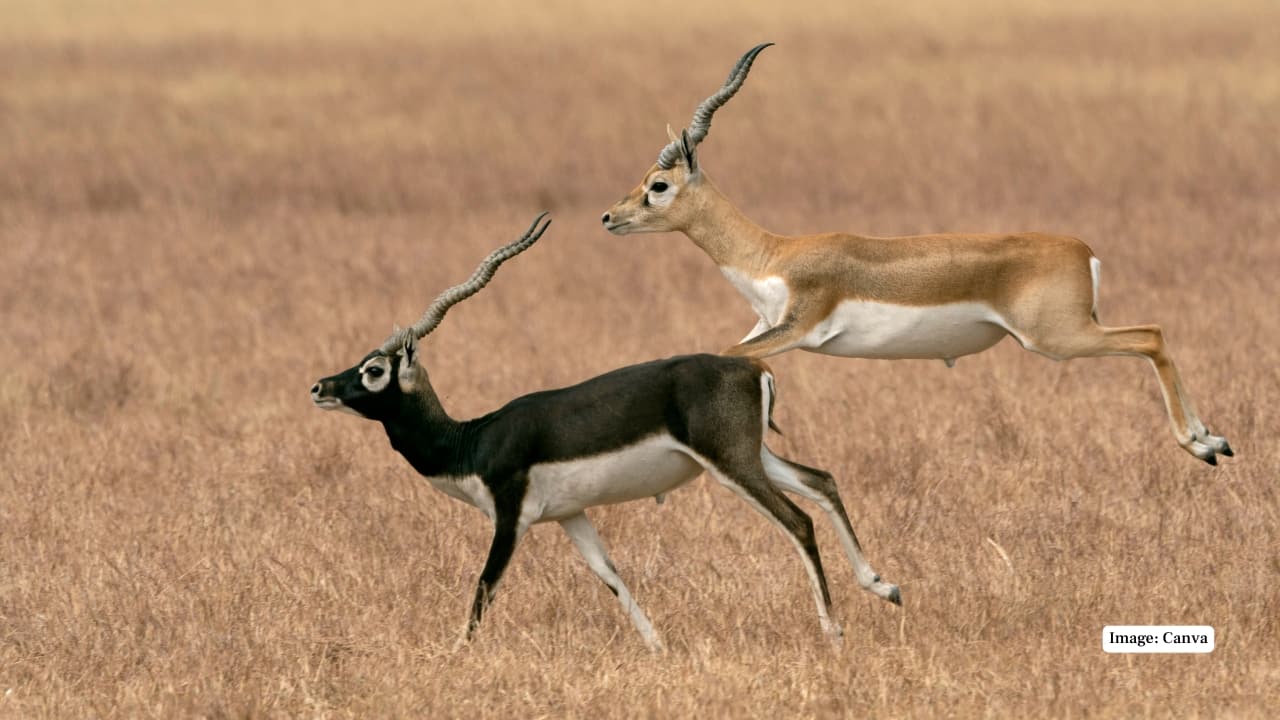 Practical Advice for the Enthusiastic Observer For those intent on witnessing blackbucks, timing is essential. Dawn and dusk remain the most favourable periods, when these antelopes are most active. Employing binoculars and engaging local guides can greatly enhance the experience, ensuring sightings are both respectful and insightful. Above all, one must observe wildlife etiquette—maintaining distance, avoiding noise, and respecting the fragile balance of these habitats. (Image: Canva)