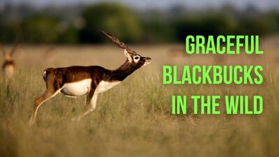 10 magical spots in India to witness elegant blackbuck roam freely