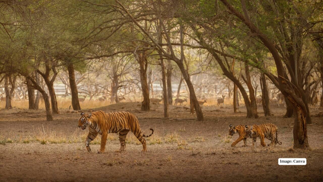 6. Sundarbans National Park, West Bengal This UNESCO World Heritage site is unlike any other tiger habitat. Here, the Royal Bengal Tiger has adapted to a world of mangroves, tides, and estuarine rivers. Boat safaris replace jeeps, and sightings, while rare, are deeply rewarding. (Image: Canva)