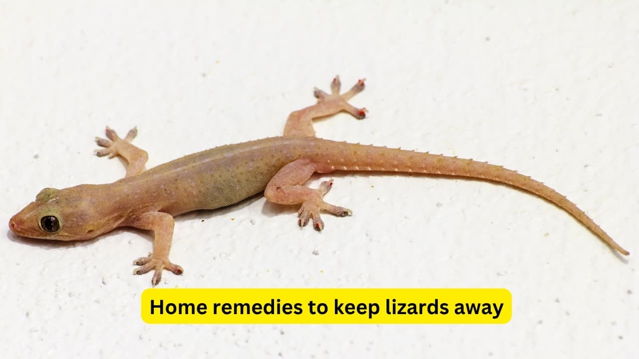 8 easy, effective home remedies to get rid of lizards from your house