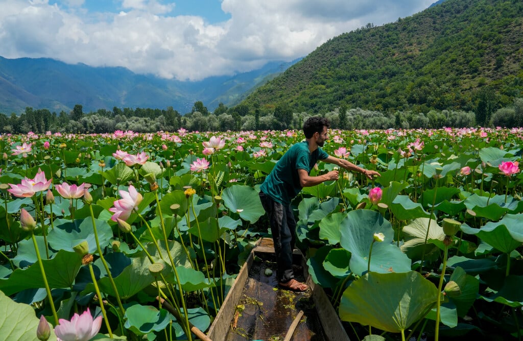 A man reaches for a lotus bud at Wular Lake, in Bandipora, Jammu and Kashmir (PTI Photo)