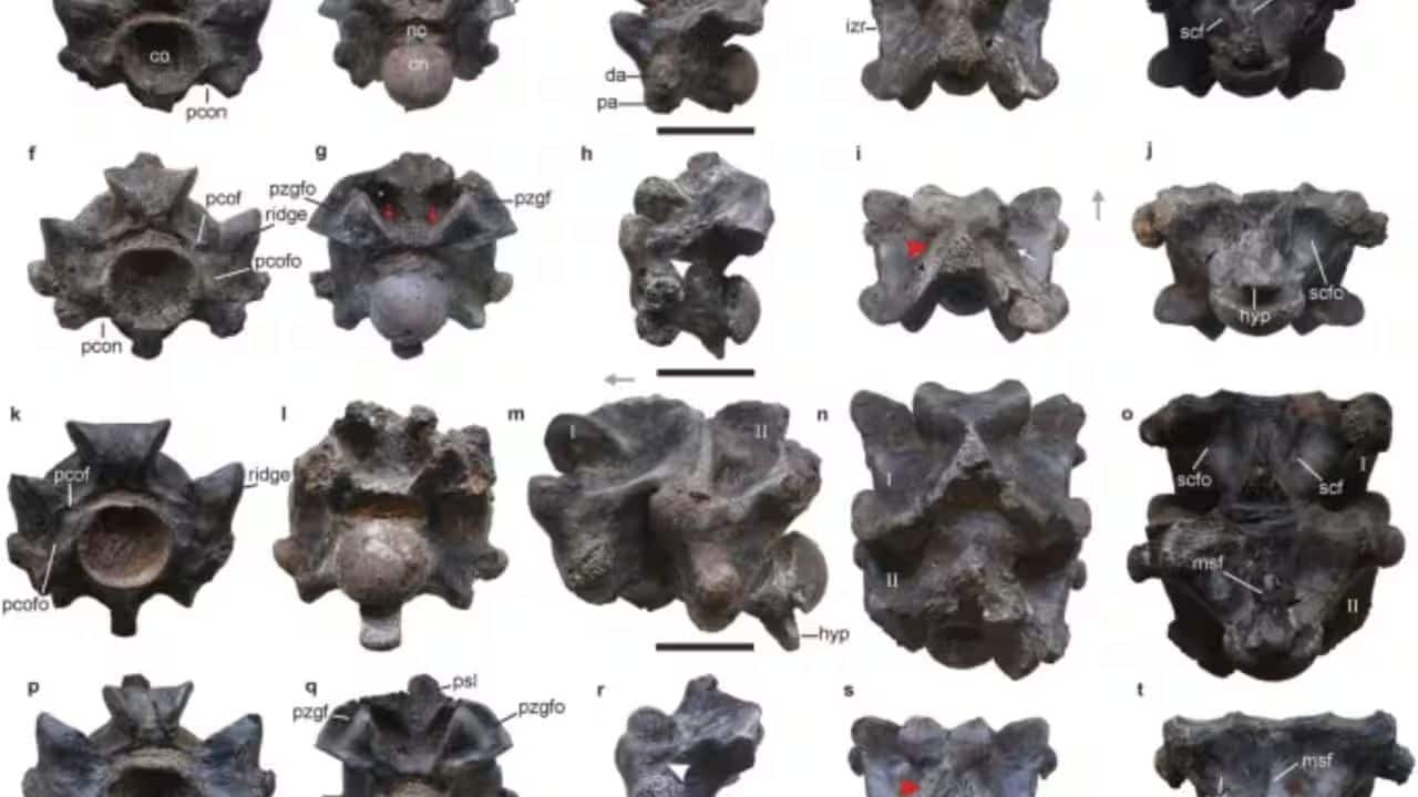 Fossils First Spotted in 2005: Scientists discovered 27 huge vertebrae more than two decades ago, remarkably well-preserved in rock. (Image: Sunil Bajpai/Debajit Datta (fossils); Nix Illustration/CC BY-SA 4.0)