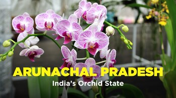 Arunachal Pradesh to Be Declared India’s Orchid Capital in Blooming Revolution