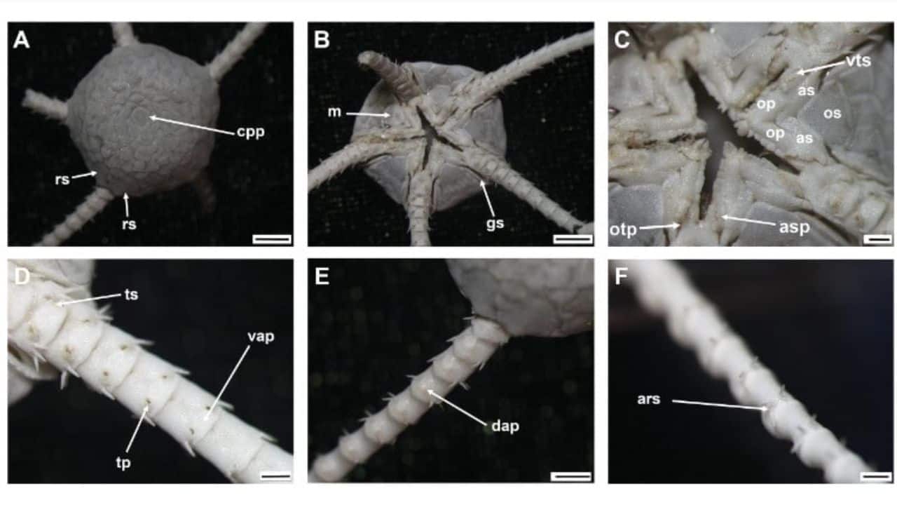 Detailed photographs of the new brittle star species. (Image: Hasitha Nethupul, Sabine Stöhr, Haibin Zhang / CC BY 4.0)