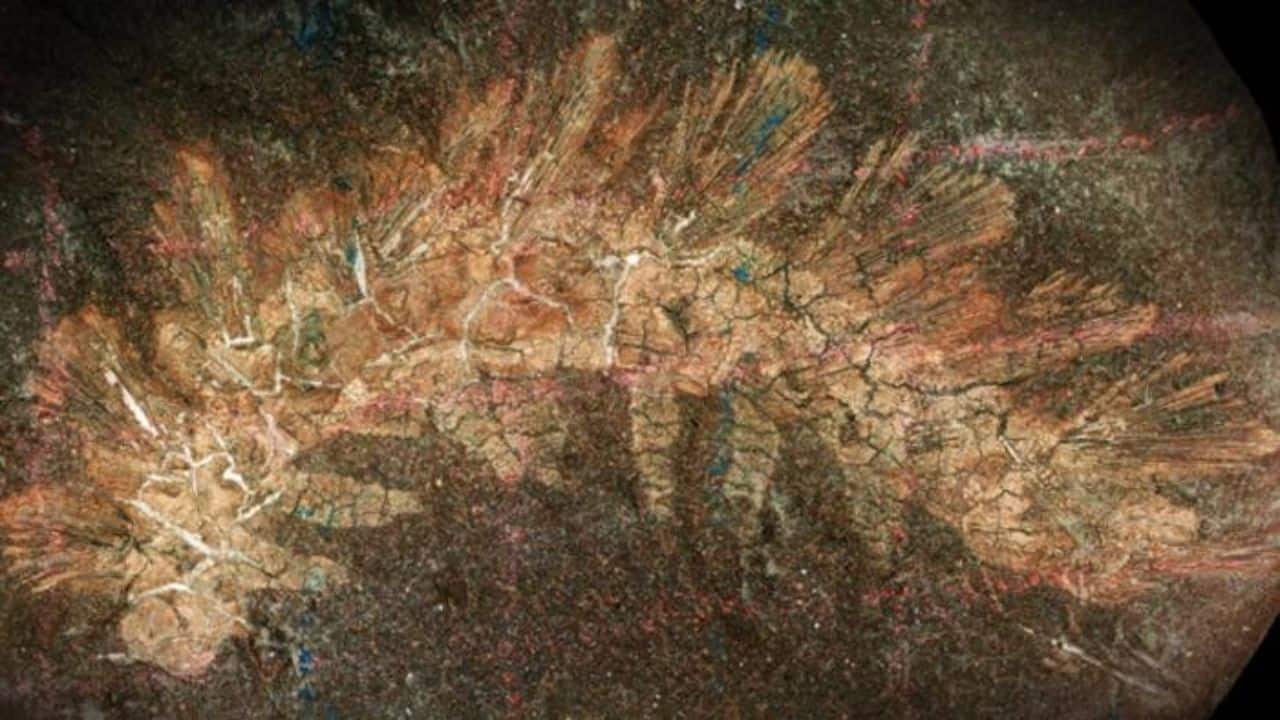 130-year-old fossil mistaken for caterpillar turns out to be first land-living lobopodian
