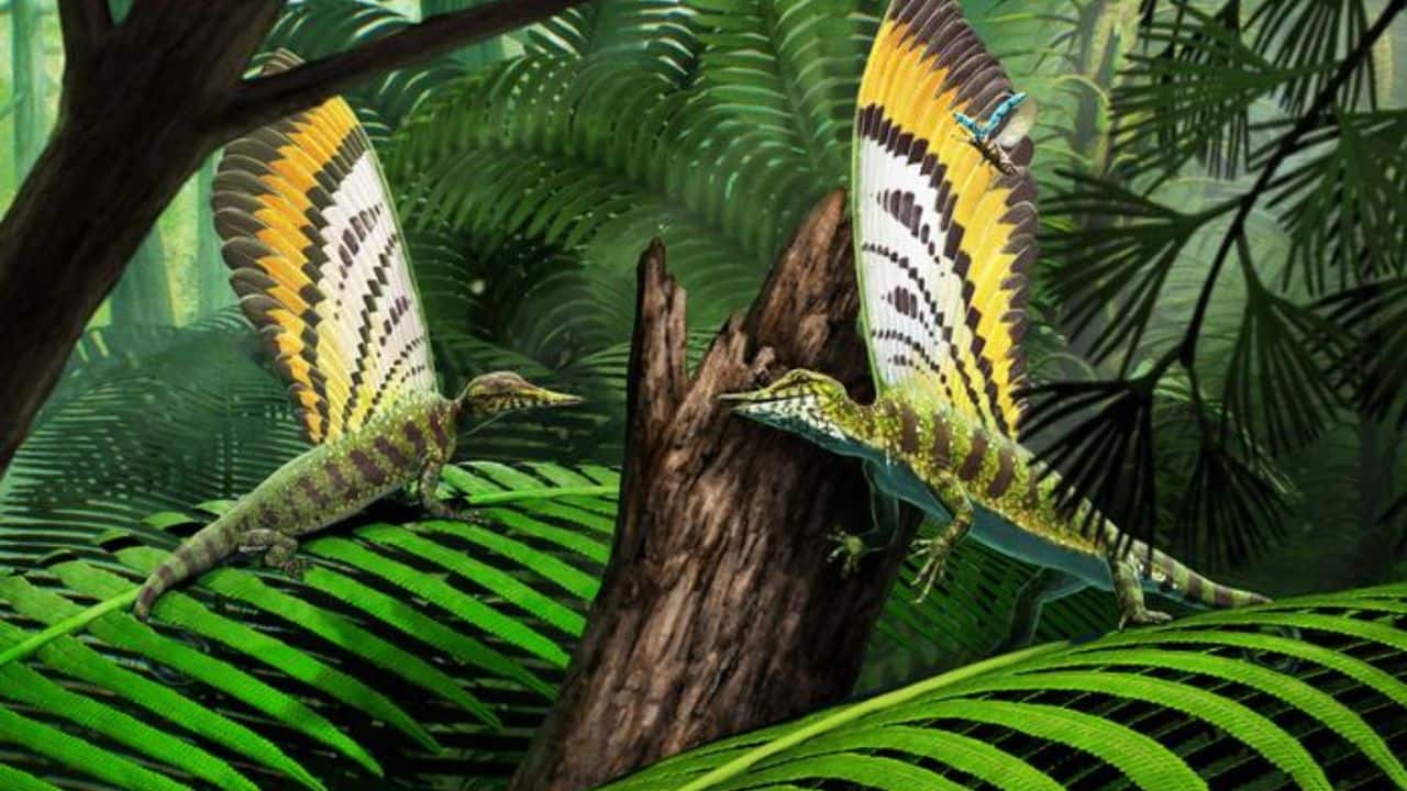 'Wonder’ fossil of reptile with feathers unlocks secrets of reptile evolution