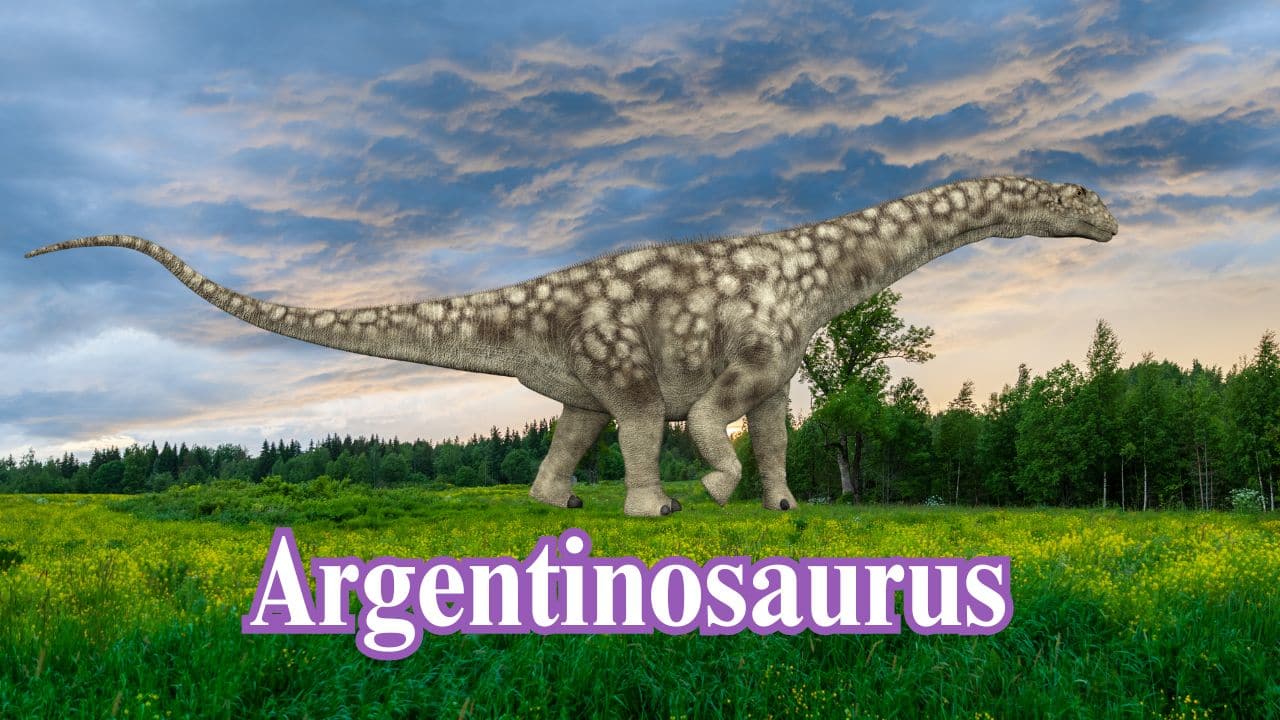 Argentinosaurus: Argentinosaurus was a massive sauropod dinosaur, possibly the largest land animal ever. It stretched over 100 feet long and weighed nearly 100 tonnes. (Image: Canva) Argentinosaurus: Argentinosaurus was a massive sauropod dinosaur, possibly the largest land animal ever. It stretched over 100 feet long and weighed nearly 100 tonnes. (Image: Canva)